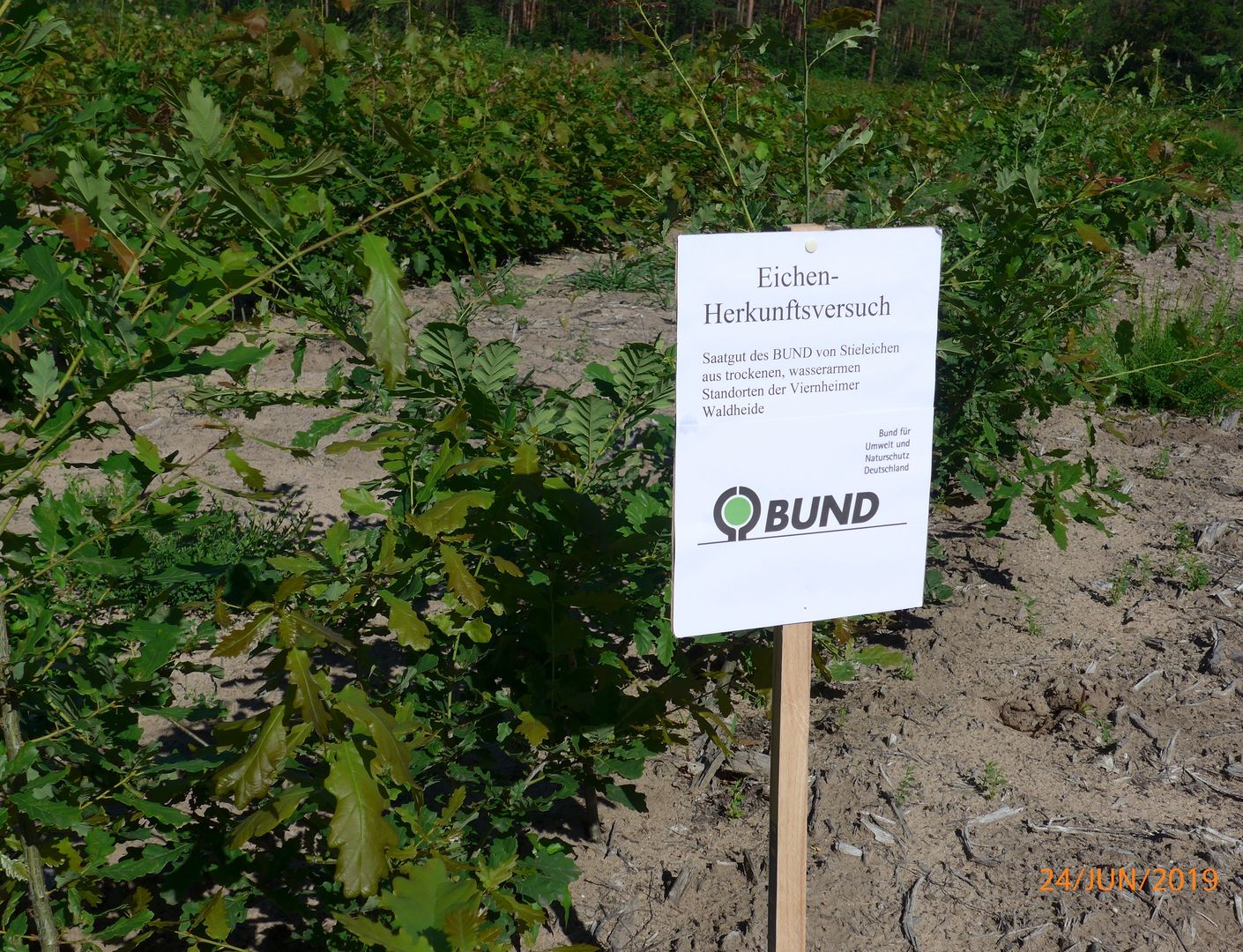 Kleine Eichen, davor ein Schild mit der Aufschrift "Eichen-Herkunftsversuch"