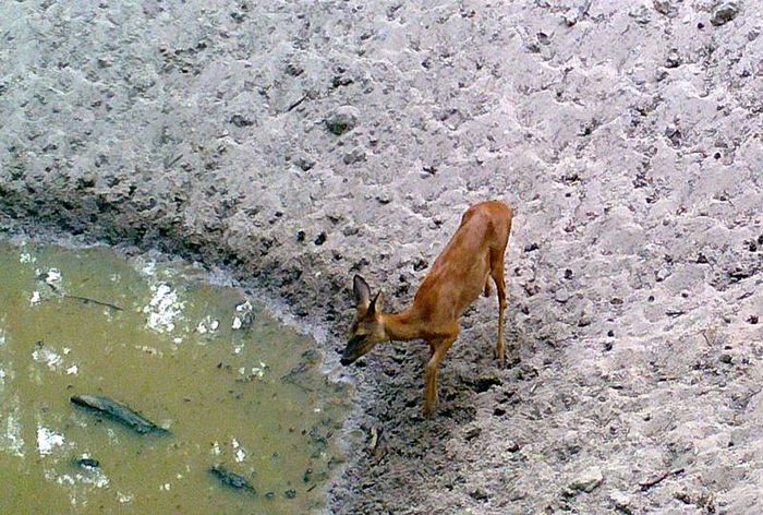Wildtränke im Viernheimer Wald