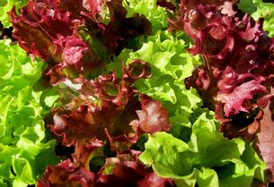 Salatköpfe auf einem Beet