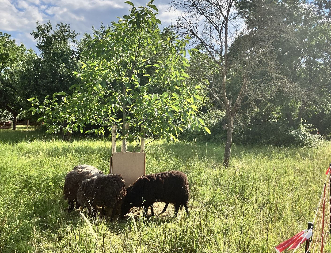 Rauhwollige Pommersche Landschafe auf der Streuobstwiese
