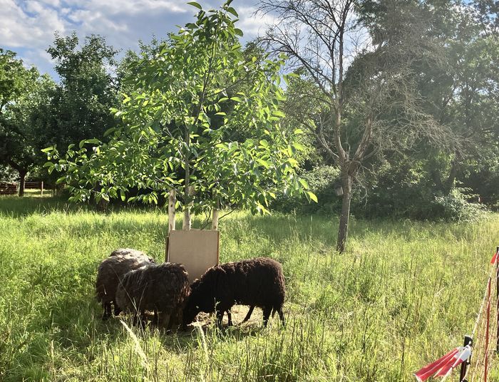 Rauhwollige Pommersche Landschafe auf der Streuobstwiese