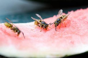 Wespen an Ablenkungsfütterung