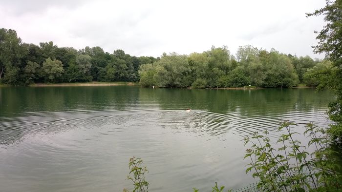 Schwimmer im Erlensee bei Bickenbach