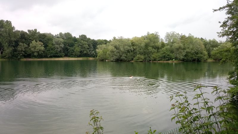 Schwimmer im Erlensee bei Bickenbach