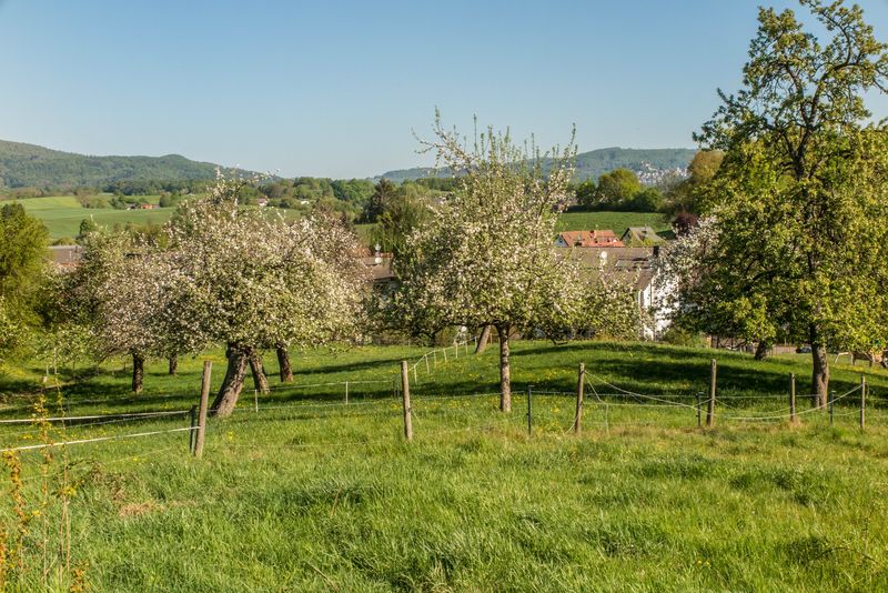 Diese Streuobstwiese in Fahrenbach mit herrlichen alten Obstbäumen soll nach den Vorstellungen des Fürther Bürgermeisters der Wohnbebauung weichen