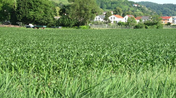 Maisacker nördlich von Heppenheim