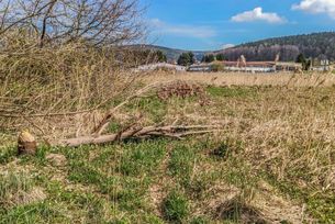 Vom Biber gefällter Baum auf einer Wiese bei Affolterbach