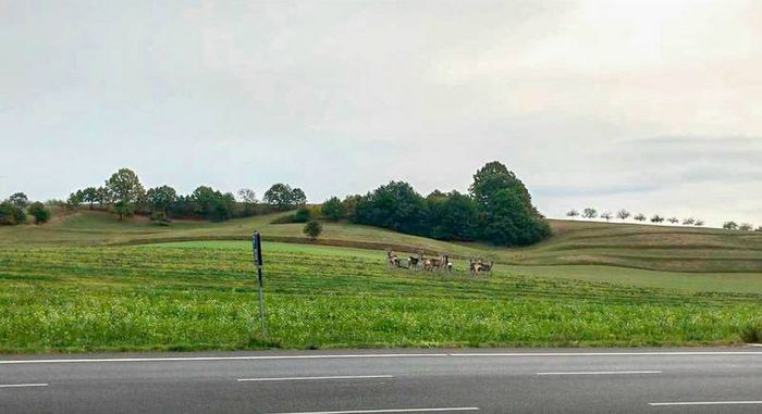 Freie Landschaft bei Mörlenbach, die zu Gewerbegebiet werden soll