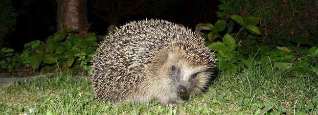 Igel im nächtlichen Garten