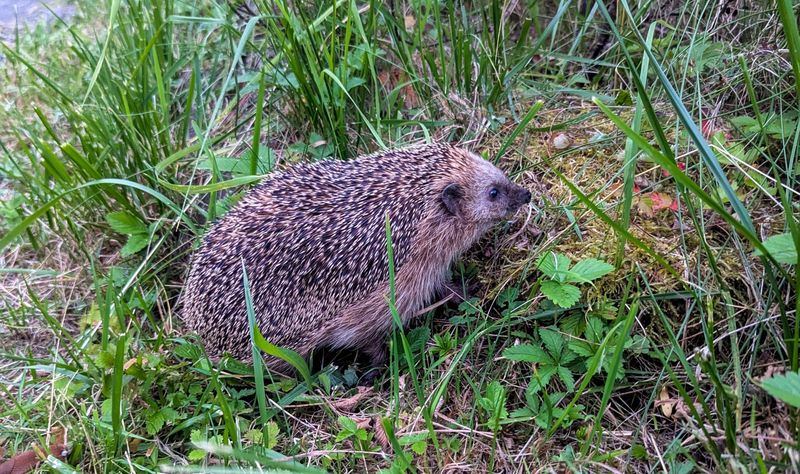 Igel in einem Grünstreifen