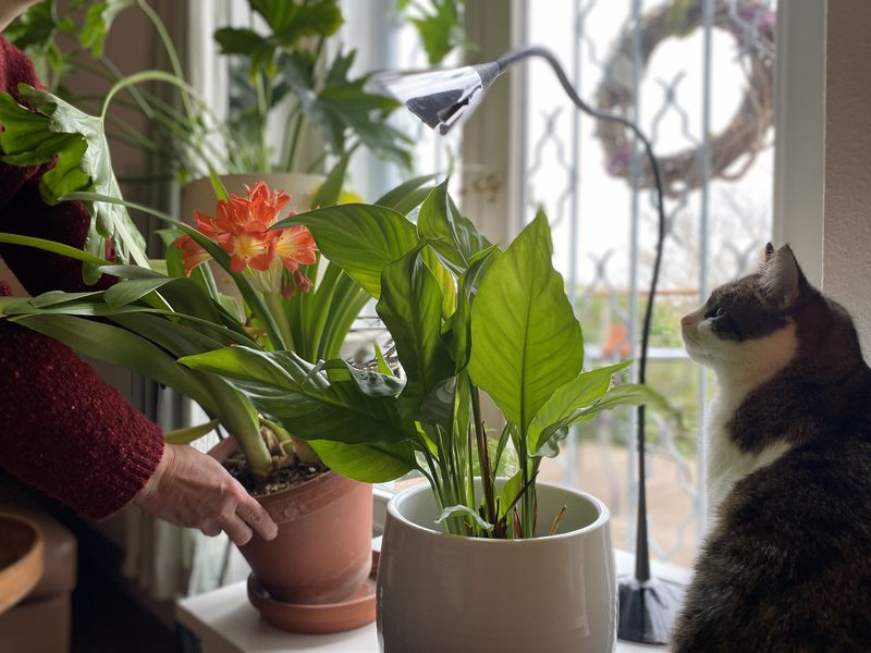 Zierpflanzen am Fenster, rechts eine Katze