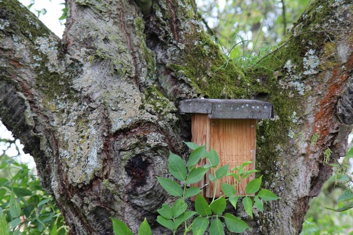 Gartenschläfer-Nistkasten hängt an einem alten Baum.