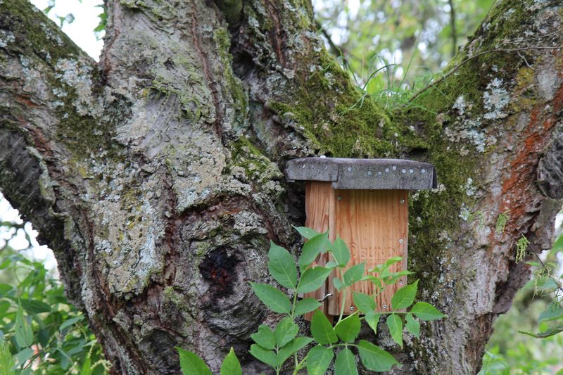 Gartenschläfer-Nistkasten hängt an einem alten Baum.