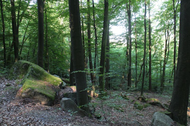 Alte Buchen im FFH-Gebiet Tromm