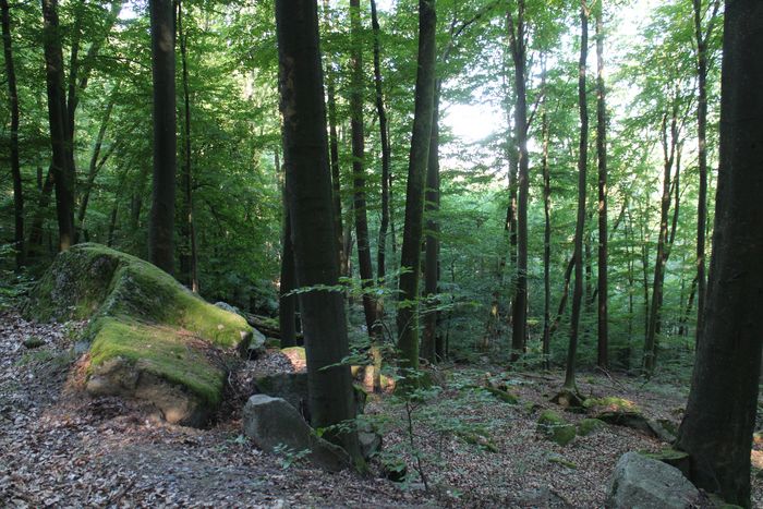 Alte Buchen im FFH-Gebiet Tromm