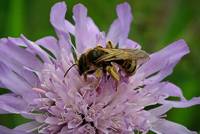 Sandbiene vorm Start (Luise / pixelio.de)