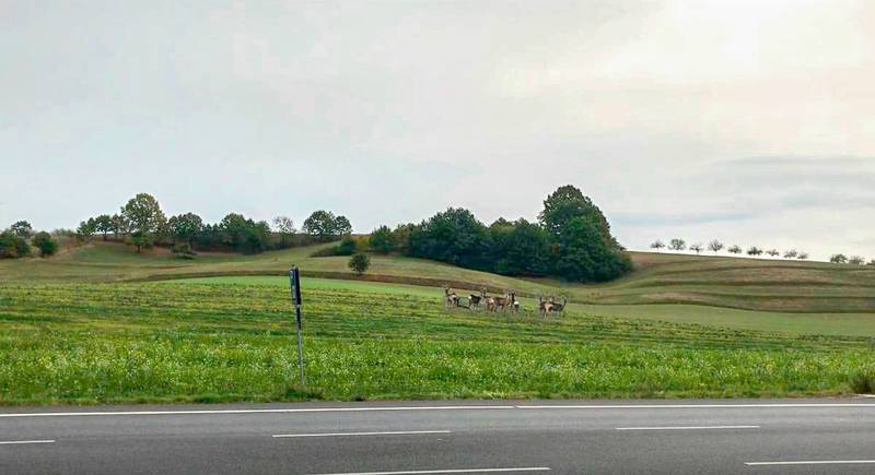 Freie Landschaft bei Mörlenbach, die zu Gewerbegebiet werden soll