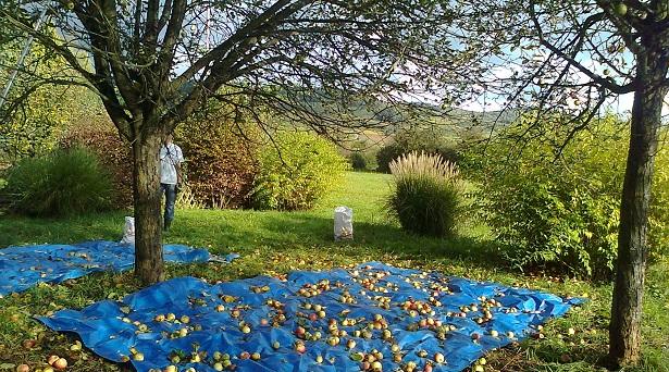 Apfelernte auf der Bruchseewiese