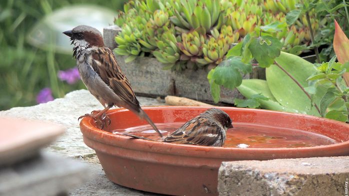 Vögel an einer Wassertränke