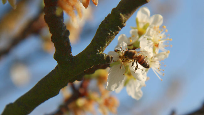 Biene auf Obstblüte