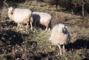 Drei Schafe auf einer Streuobstwiese